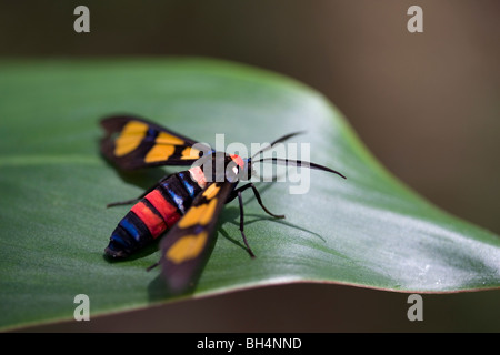 Wasp-moth (Euchromia polymena Linnaeus). Foto Stock