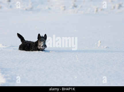 Scottish terrier cucciolo nella neve Foto Stock