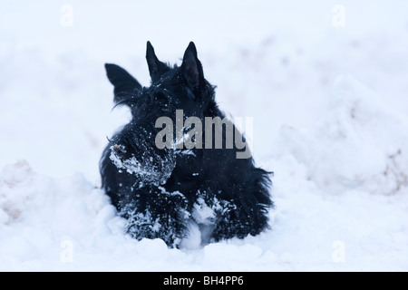 Scottish terrier nella neve Foto Stock