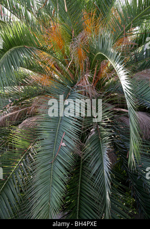 Isola Canarie Data Palm, Phoenix canariensis, Arecaceae. Isole Canarie Foto Stock