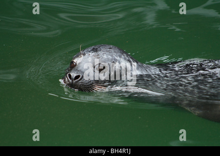 I capretti guarnizione comune (Phoca vitulina) nuotare in acqua. Foto Stock