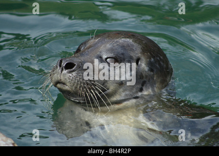 Guarnizione comune (Phoca vitulina) nuotare in acqua. Foto Stock