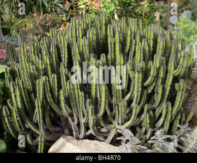 Euphorbia polyacantha, Euphorbiaceae, Etiopia, Africa orientale Foto Stock