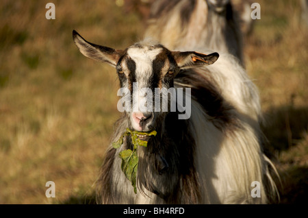 Close up di capra. La Francia. Auvergne. Foto Stock