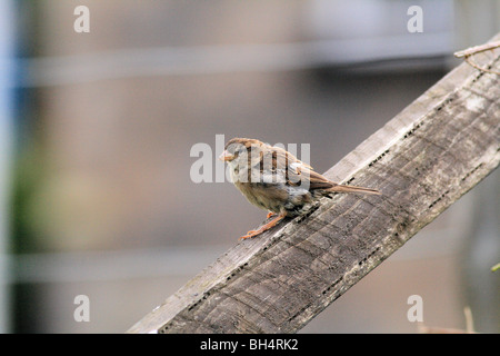 I capretti casa passero (Passer domesticus) a Ballachulish. Foto Stock