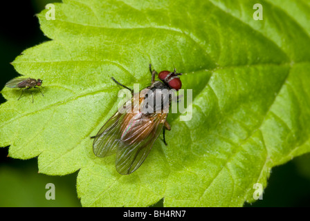 Close-up di minore housefly (Fannia cornicularis) in appoggio su una foglia in un legno di Norfolk. Foto Stock