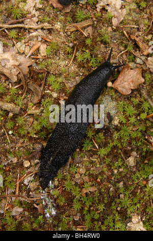 Il modulo nero del grande nero slug (Arion ater) dall'alto. Foto Stock