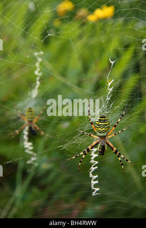 Una vespa o tiger spider (Argiope Bruennichi) al centro di un nastro di incarto di un volo. Foto Stock