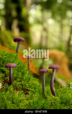 Gruppo di ametista deceiver funghi (Laccaria amethystea) di MOSS. Foto Stock