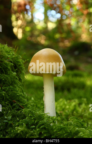 La morte di giovani cap funghi Amanita phalloides) cresce in moss nel bosco. Foto Stock