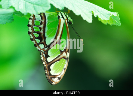 Scarse pagina bamboo butterfly (Philaethria dido)sud americana specie della foresta pluviale Foto Stock