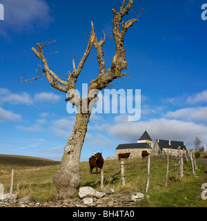 Le mucche nei pressi di una chiesa di campagna. Auvergne.Francia. Foto Stock