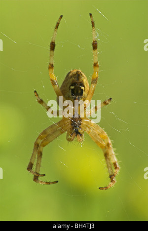 Giardino spider (araneus diadematus) sul suo web. Foto Stock