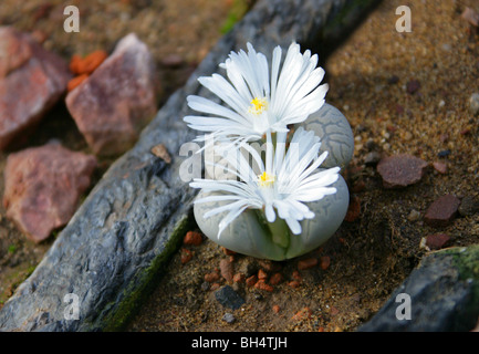 Impianti di pietra o pietre viventi, Lithops helmutii, Aizoaceae, Sud Africa Foto Stock