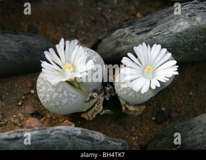Impianti di pietra o pietre viventi, Lithops marmorata, Aizoaceae, Sud Africa Foto Stock