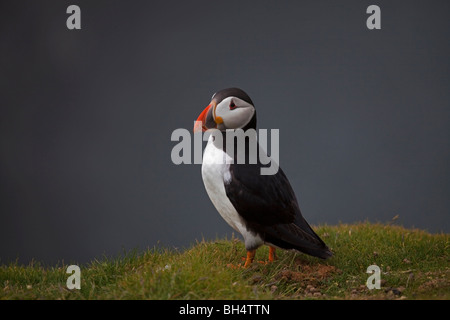 La vista laterale di un singolo Atlantic Puffin sull'erba in corrispondenza di un bordo di una scogliera di Isola Skomer Wales, Regno Unito Foto Stock