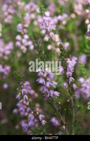 Close-up di erica o ling (Calluna vulgaris)in tarda estate. Foto Stock