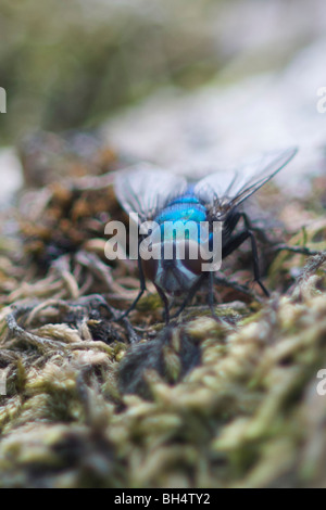 Close-up di verde bottiglia fly (Lucilia caesar) su MOSS. Foto Stock