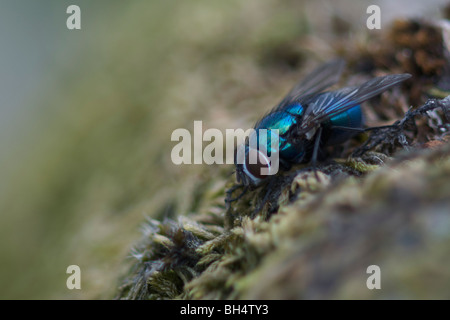 Close-up di verde bottiglia fly (Lucilia caesar) su MOSS. Foto Stock