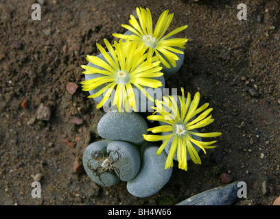 Impianti di pietra o pietre viventi, Lithops terricolor, Aizoaceae, Sud Africa Foto Stock