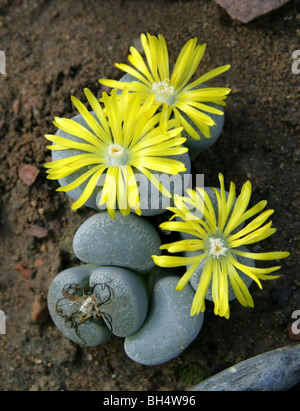 Impianti di pietra o pietre viventi, Lithops terricolor, Aizoaceae, Sud Africa Foto Stock