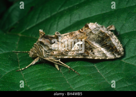 Argento falena y (Autographa gamma), appoggiando le ali ripiegate Foto Stock