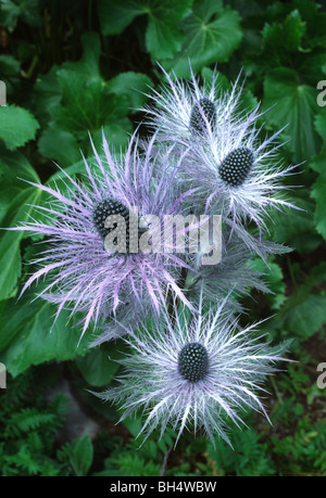 Eryngo alpino o regina delle Alpi (eryngium alpinum) cresce in un prato alpino sopra Grindelwald. Foto Stock