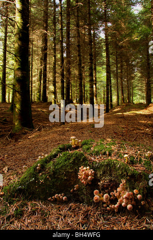 Diversi gruppi di zolfo ciuffo funghi Hypholoma fasciculare) crescente da una vecchia coperta di muschio ceppo di albero in una foresta di pini. Foto Stock