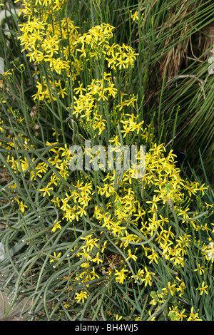 Senecio junceus, Asteraceae (Compositae), Sud Africa Foto Stock