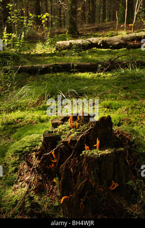 Diversi Calocera viscosa su un vecchio ceppo di albero in bosco. Foto Stock