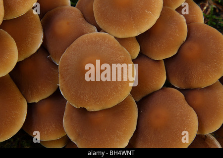 Vista dall'alto di un intrico di Hypholoma capnoides funghi che crescono su un vecchio marciume moncone di pino nel bosco. Foto Stock