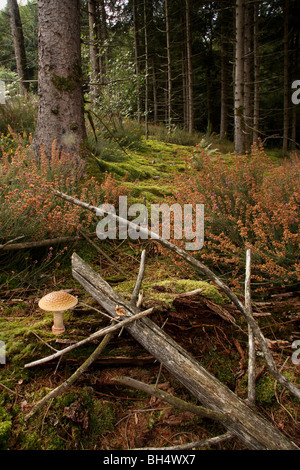 Foresta di Pini coperti di muschio, caduti rami e un cappuccio di Panther toadstool (Amanita pantherina) in primo piano. Foto Stock