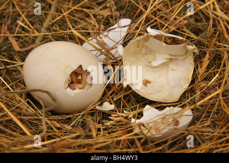 Uovo di pollo appena iniziando a hatch in un nido di paglia. Foto Stock