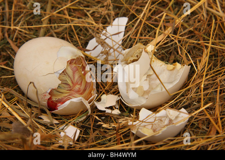 Uovo di pollo appena iniziando a hatch in un nido di paglia. Foto Stock
