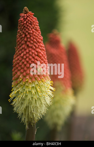 Tre gigli torcia (Kniphofia uvaria) noto anche come red hot poker o tritoma. Foto Stock