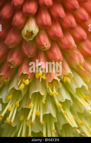Close-up di torcia lily (Kniphofia uvaria) noto anche come red hot poker o tritoma. Foto Stock