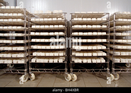 La maturazione di NEUFCHATEL-en-Bray formaggio, PAYS DE BRAY, SEINE-MARITIME, (76), Francia Foto Stock