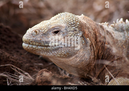 Santa Fe land iguana (Conolophus pallidus) all'Isola di Santa Fe. Foto Stock