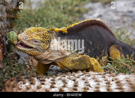 Land iguana (Conolophus subcristatus) giant droopy ficodindia cactus (Opuntia spp echios var echios) Foto Stock