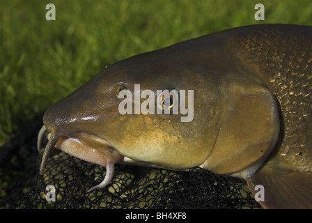 Testa di un barbo (Barbus barbus) catturati dalla tomaia Great Ouse. Foto Stock