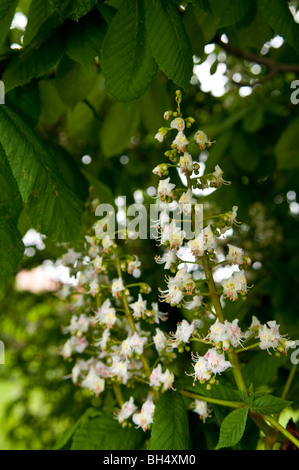 Cavallo bianco fiori di castagno. Foto Stock