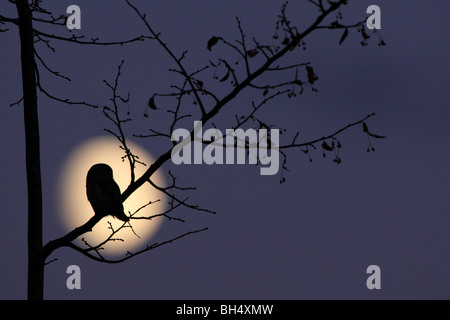 Selvatica eurasiatica gufo pigmeo (Glaucidium passerinum) stagliano contro la luna. Foto Stock