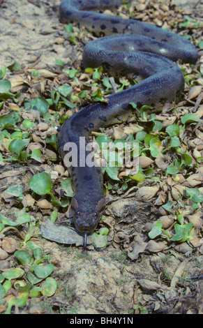 Anaconda (Eunectes murinus) in movimento nella zona umida di Los Llanos. Foto Stock