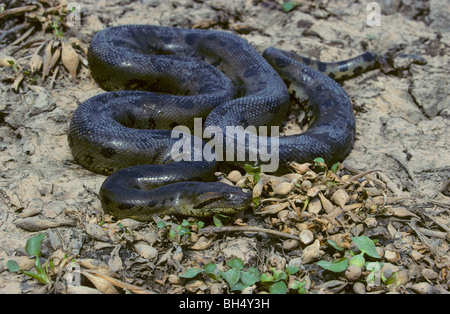 Anaconda (Eunectes murinus) avvolto a ricciolo in Los Llanos. Foto Stock