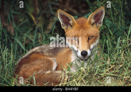 Close-up di un adulto red fox (Vulpes vulpes vulpes) giacenti in erba lunga, mostrando tutto il viso e le sue grandi orecchie. British Centro faunistico. Foto Stock