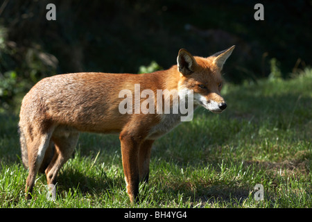 Red Fox (Vulpes vulpes) in piedi e guardare. Foto Stock