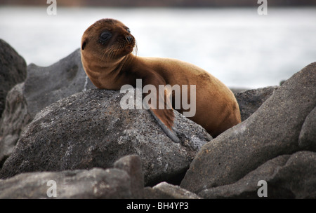 Le Galapagos pelliccia sigillo (Arctocephalus galapagoensis) Ecuador Foto Stock