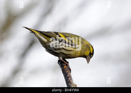 Maschio (lucherino Carduelis spinus) arroccato su ramoscello. Foto Stock