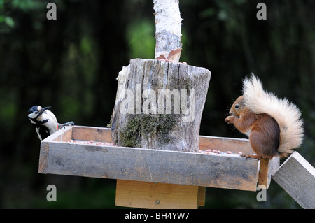 Picchio rosso maggiore (Dendrocopus major) e red scoiattolo (Sciurus vulgaris) alimentazione dalla tabella degli uccelli. Foto Stock