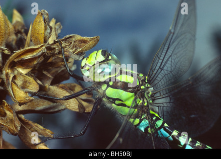 Close-up della testa e del torace di un southern hawker dragonfly (Aeshna cyanea) poggiante su un gorse bush. Foto Stock